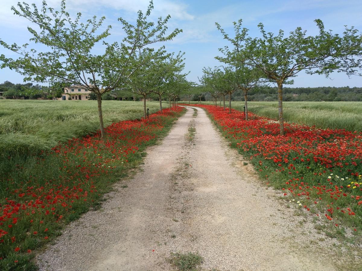 Finca Agroturismo Sa Cova Den Borino Campos  Exteriör bild