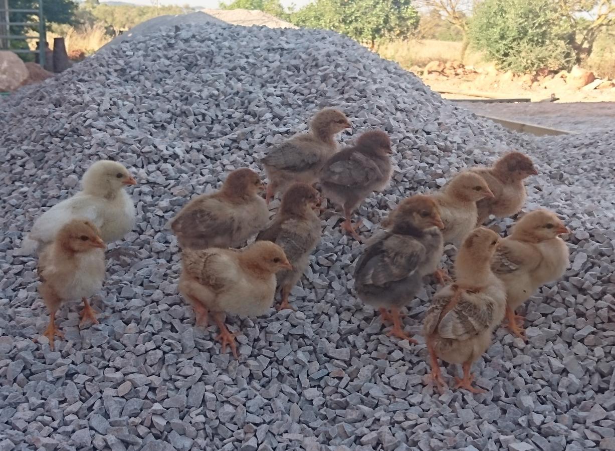 Finca Agroturismo Sa Cova Den Borino Campos  Exteriör bild