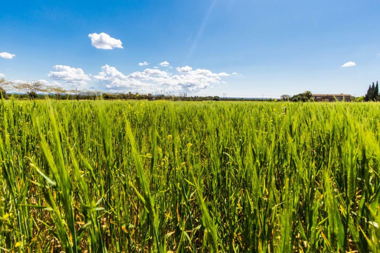 Finca Agroturismo Sa Cova Den Borino Campos  Exteriör bild